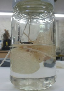 Paraloid suspended in solution.